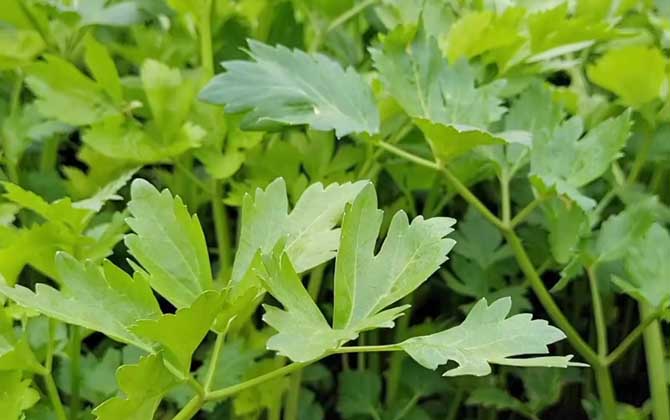 木本植物和草本植物的区别 如何判断草本和木本植物 木本植物和草本植物有哪些