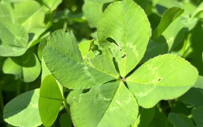 昙花黄叶的原因是什么呢解决方法呢/昙花叶子黄了怎么办?