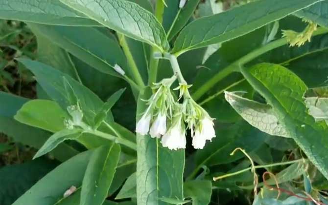神仙草是什么植物？/神仙草是什么植物图片