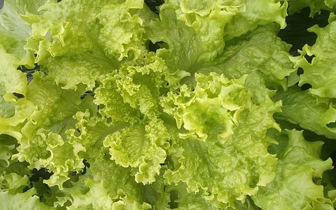生菜是什么植物？/生菜是什么植物的种子