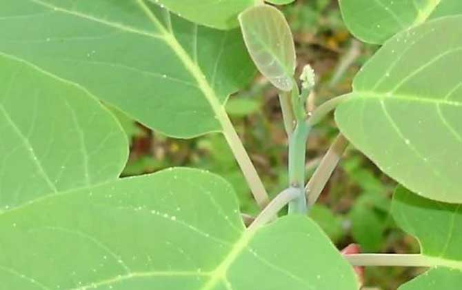 发菜是什么菜 发菜的功效与作用