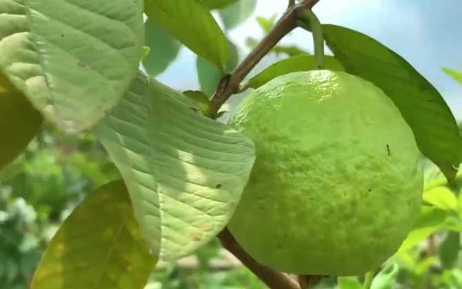 茉莉花开花后如何修剪最好有图解/茉莉花开花后如何修剪视频