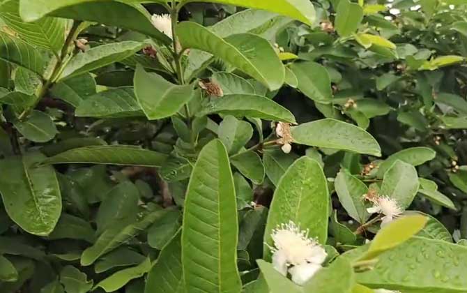 竹子是木本植物吗