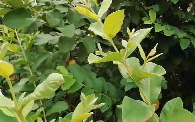 蝴蝶兰的花语和传说是什么呢/蝴蝶兰的花语和寓意
