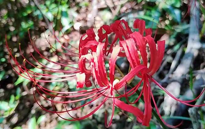 紫背菜种植方法和管理 可分根繁殖与扦插繁殖