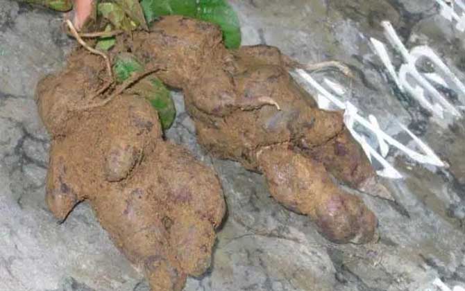 兰花对花盆的要求有哪些呢/兰花对花盆的要求