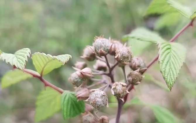 竹节海棠的生长习性是什么，养殖中常见的问题又有哪些，要怎么解决/竹节海棠的生长期和休眠期