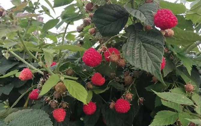 草本植物是什么意思 草本植物有哪些种类 草本植物是什么科