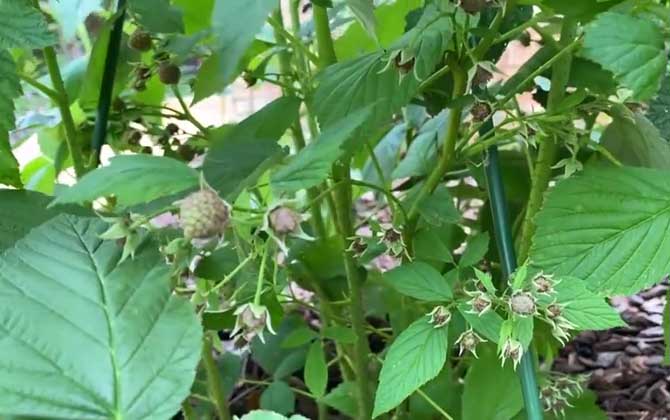 什么是多肉花剑——植物科普/什么是多肉的花剑