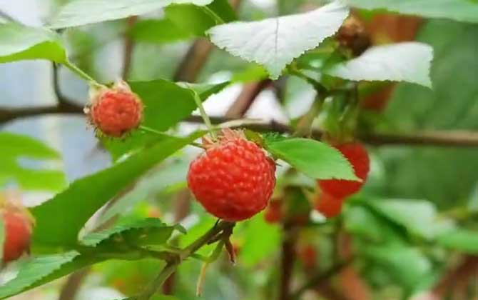 多肉植物夏天如何养护/多肉植物夏天如何浇水