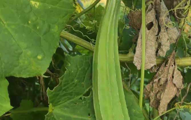 如果栀子花的叶子发黄该怎么办呢/栀子花的叶子枯萎了怎么办
