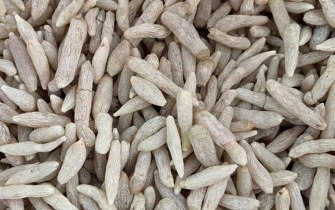 盆栽多肉怎么养才壮实 小多肉植物养殖方法 盆栽多肉怎么养护和管理