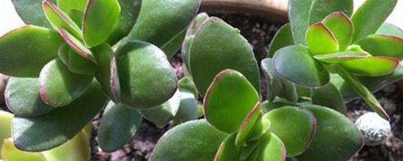 天狗之舞叶子出现黑点怎么办(植物叶子上长满小黑点)