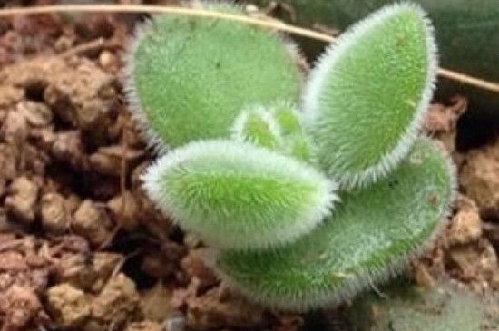紫草的养殖方法是什么呢注意事项呢/紫草的种植技术及亩收益