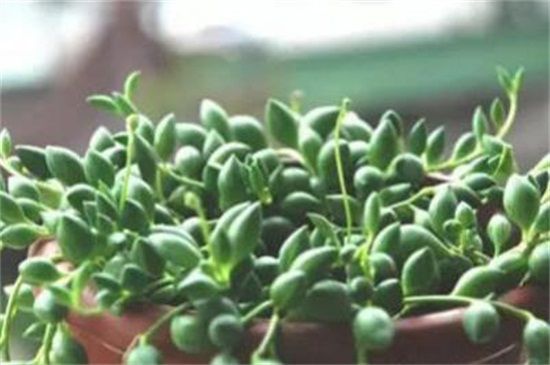 向日葵菌核病防治办法/向日葵菌核病防治方案