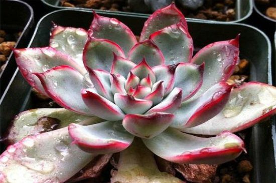 多肉花月夜怎么养？花月夜的家庭养殖方法和注意事项