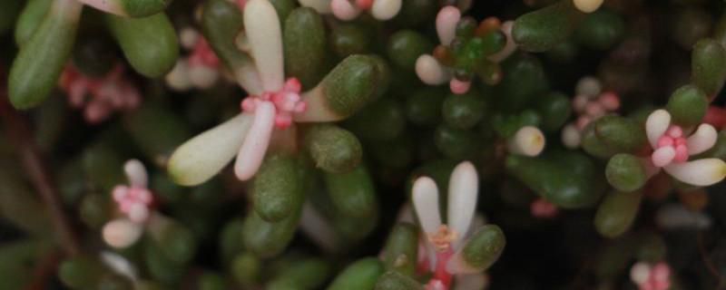 凤梨花如何纤插栽种 凤梨花的纤插栽种方式(图)/凤梨花如何繁殖