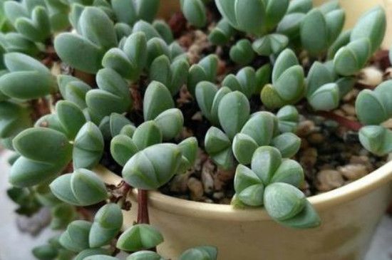 多肉植物什么时候休眠：多肉植物休眠时间表简介/多肉植物什么时候浇水