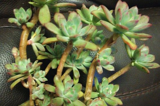 养植芋头有哪些方式需要注意什么问题/芋头类植物怎么养