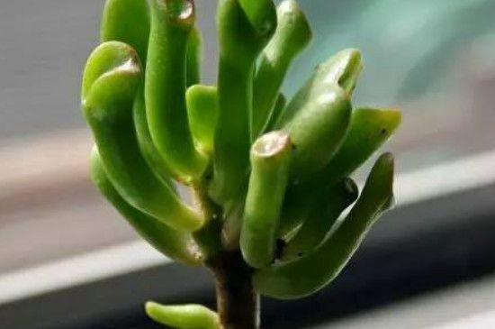无根的君子兰怎么能长新根 无根君子兰多长时间能长出根