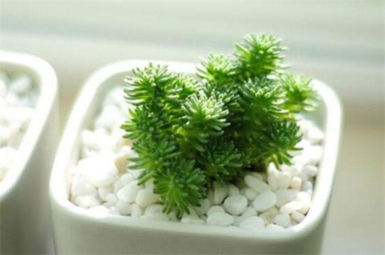 多肉白花小松怎么养？白花小松的养殖方法和注意事项