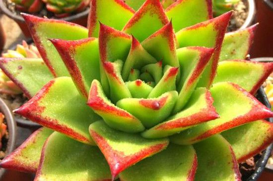 鲍鱼果种植技术 可种子繁殖和嫁接繁殖