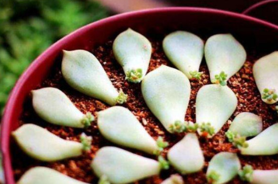 桂花的花语和象征意义是什么桂花的真正花语