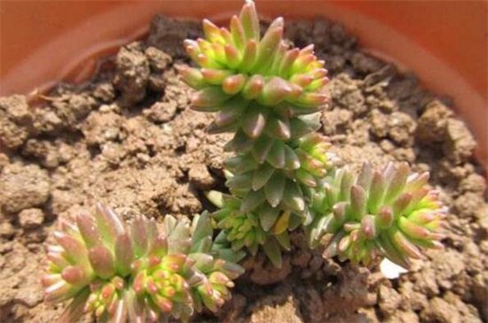 多肉白花小松怎么养？白花小松的养殖方法和注意事项