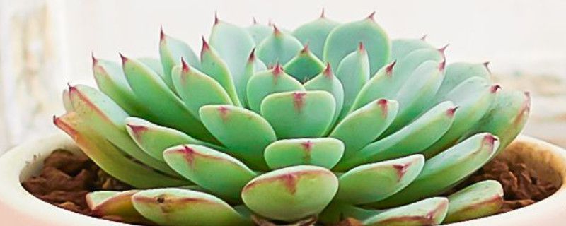 多肉植物